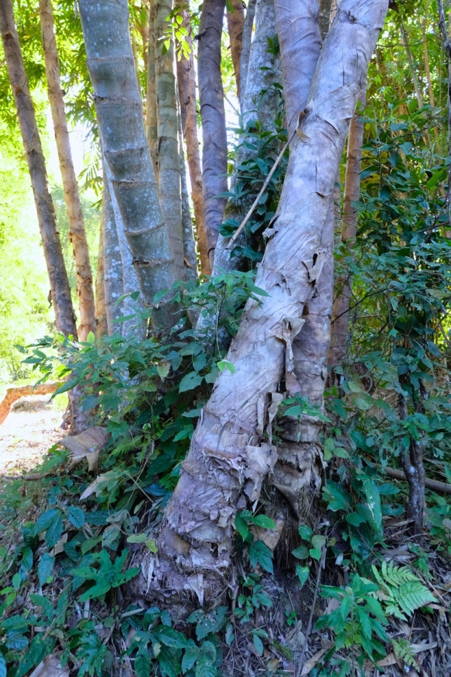 Bamboo trunks