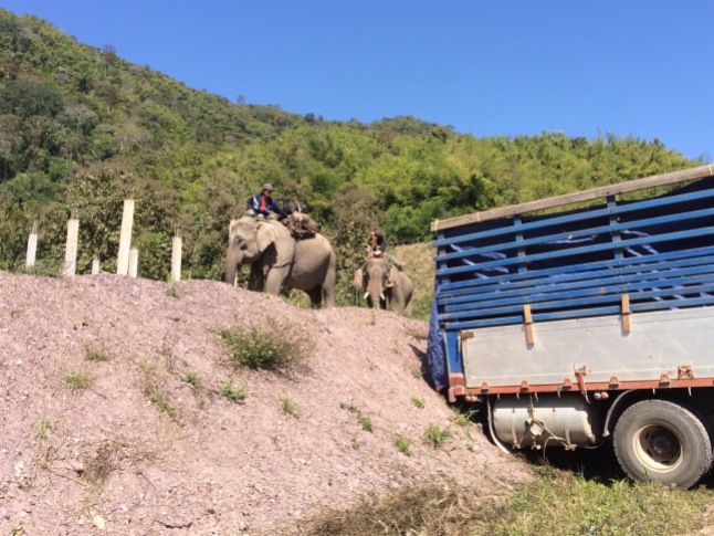 Elephants about to be loaded on to truck