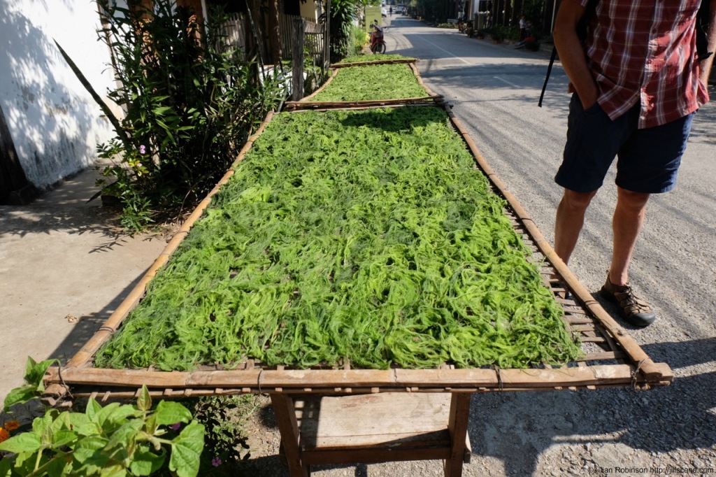 Mekong weed drying in the sun