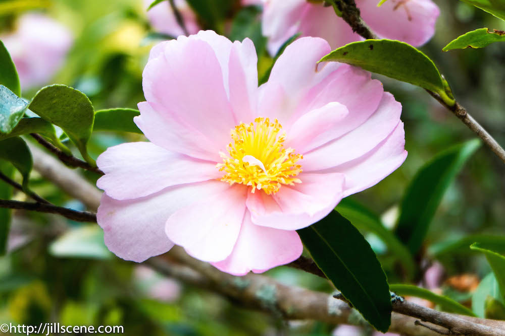 An early camellia